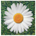 margeritenwiese%0d%0a