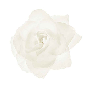 Rosen cremefarben, 24 Stück